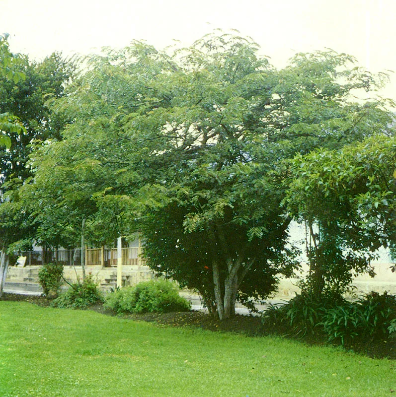 Dividivi de tierra fra (Caesalpinia spinosa) 