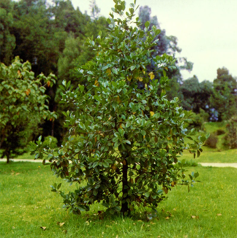 Dulumoco
(Saurauaia ursina) 