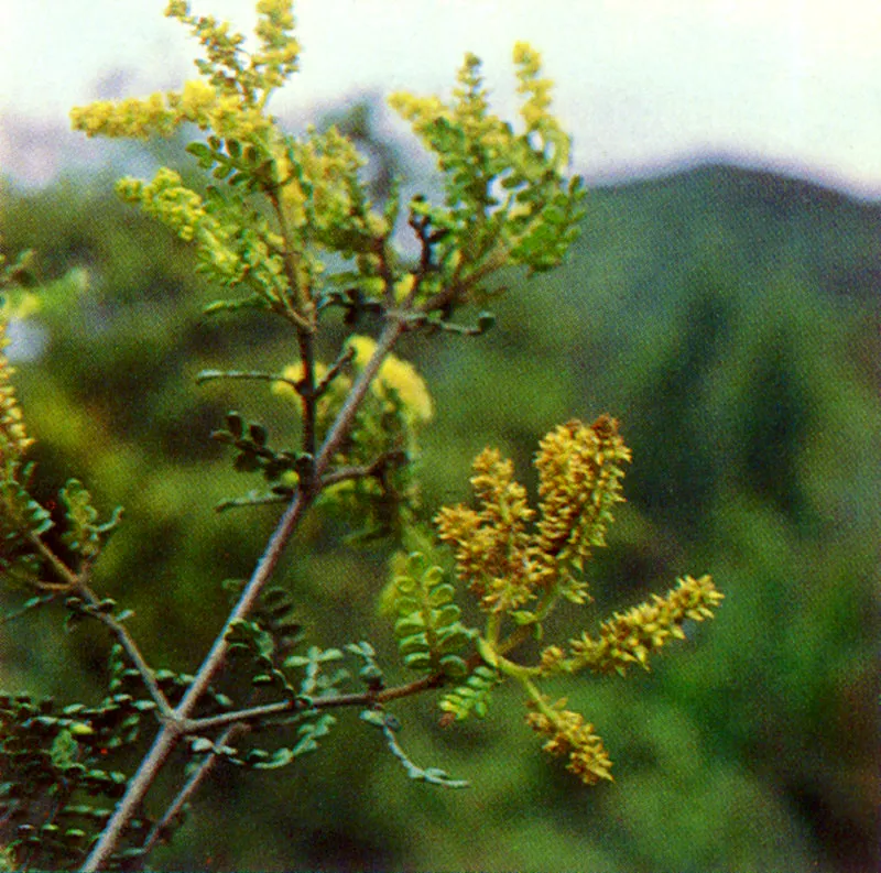 Encenillo 
(Weinmannia tomentosa) 