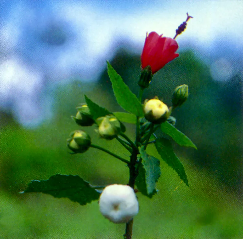 Escobo
(Malvaviscus arboreus) 