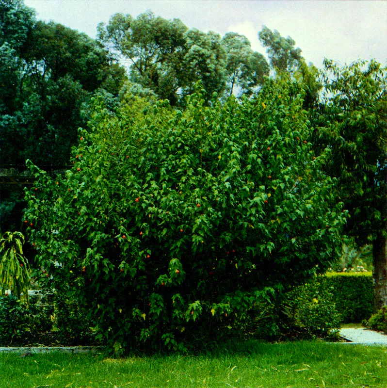 Escobo
(Malvaviscus arboreus) 