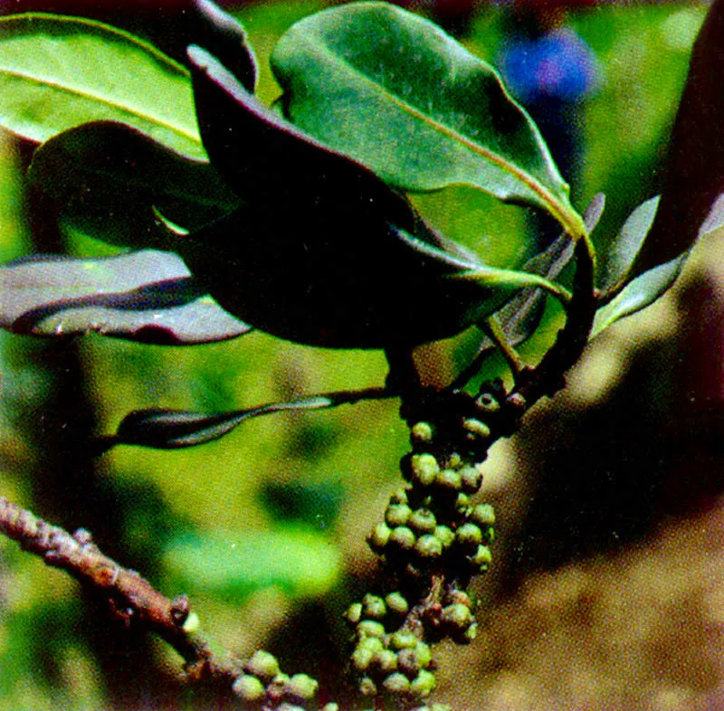 Espadero
(Rapnaea ferruginea) 