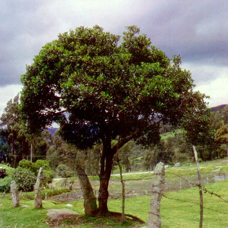 Espadero 
(Rapnaea ferruginea) 