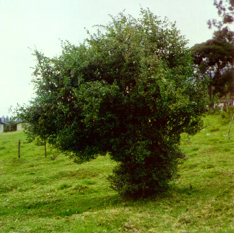 Espino
(Duranta mutisii) 