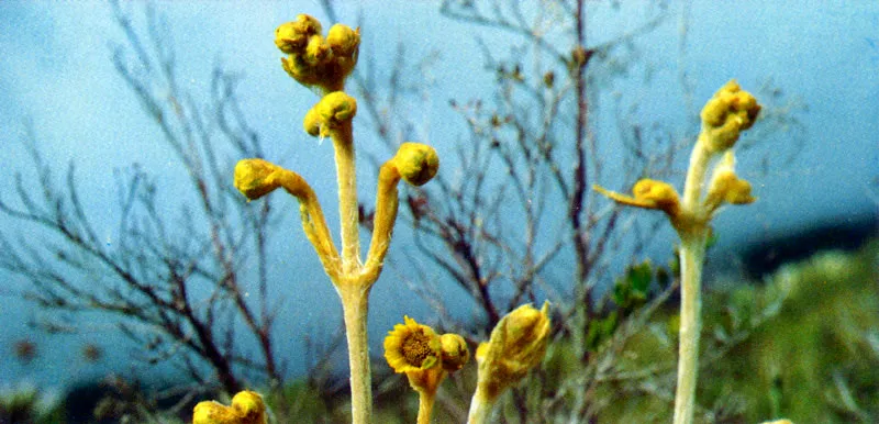 Frailejn
(Espeletia grandiflora) 