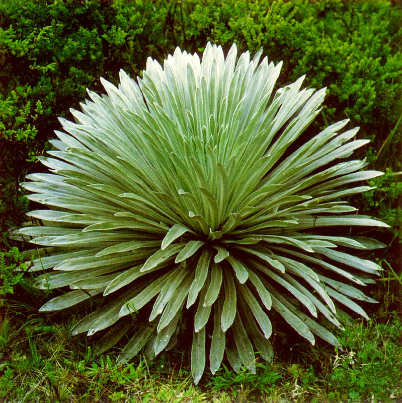 Frailejn (Espeletia grandiflora) 