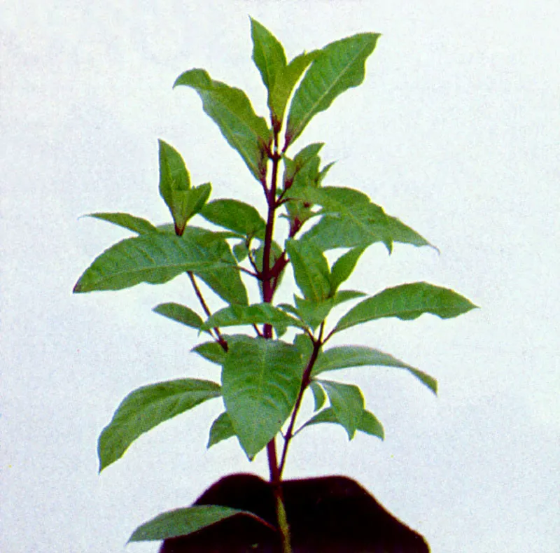 Fucsia arbustiva 
(Palicourea) 