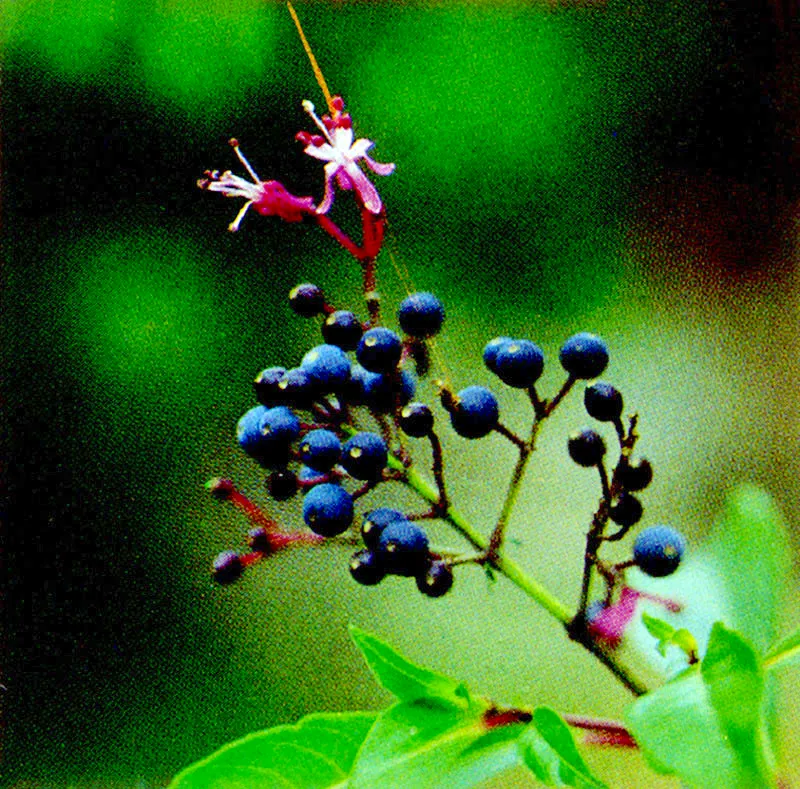 Fucsia arbustiva 
(Palicourea) 