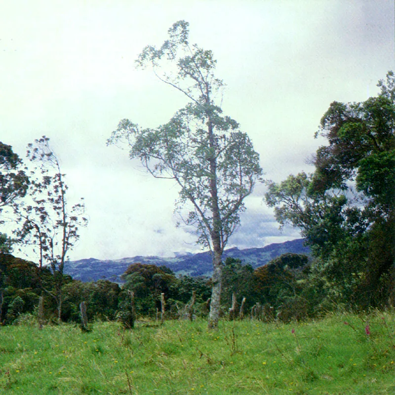 Granizo 
(Hedyosmum) 