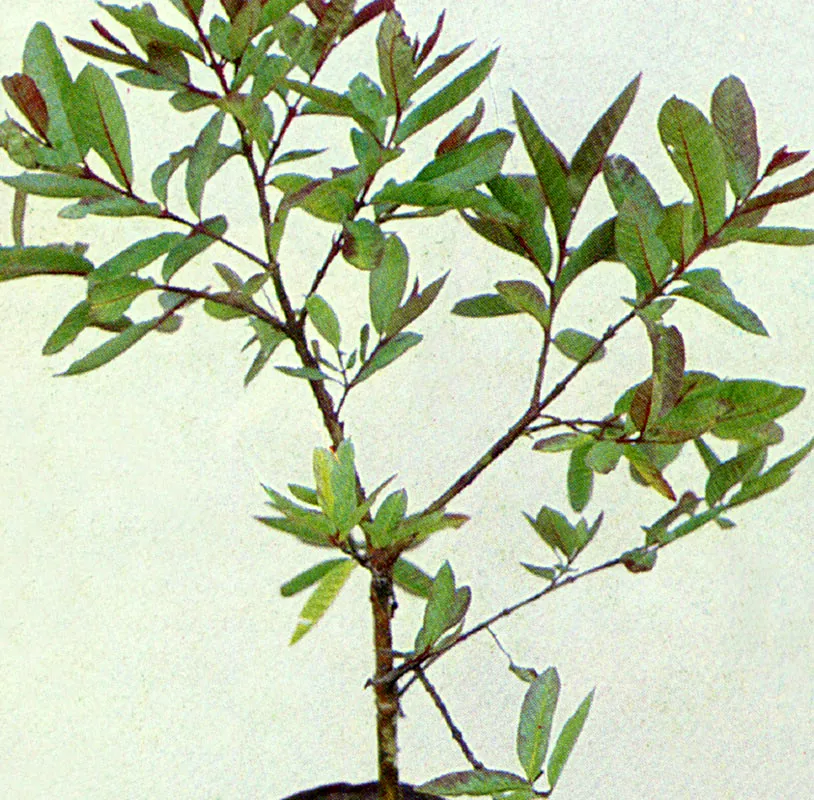 Guayabo
(Psidium guajava) 