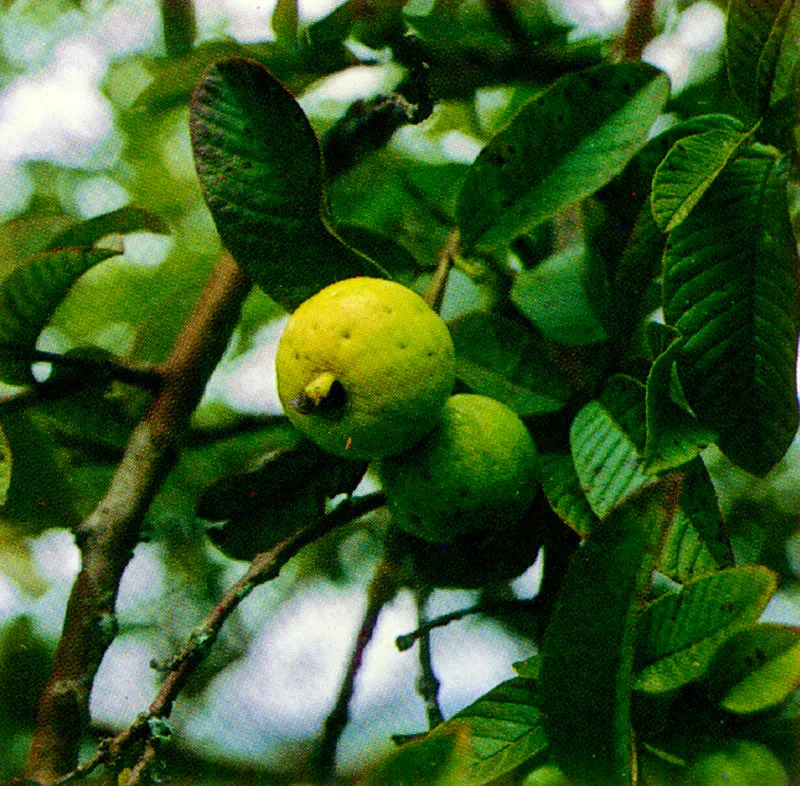 Guayabo
(Psidium guajava) 