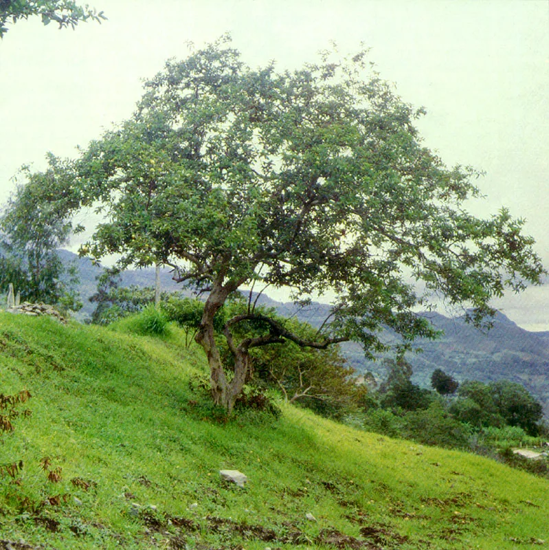 Guayabo
(Psidium guajava) 