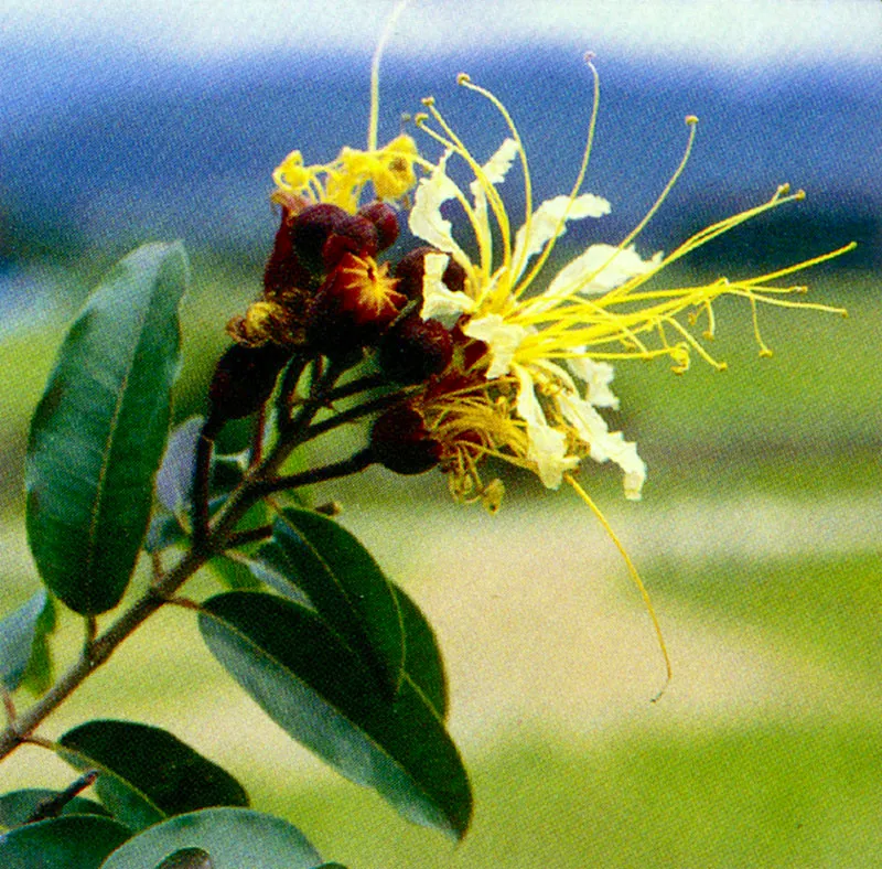 Guayacn
(Lafoensia speciosa) 