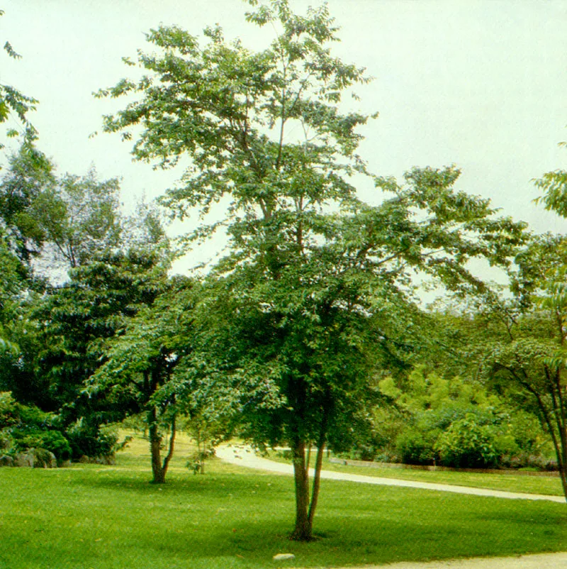 Guayacn
(Lafoensia speciosa) 