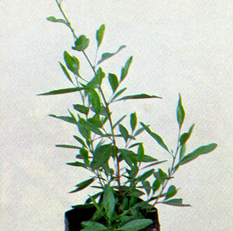 Hayuelo
(Dodonea viscosa) 