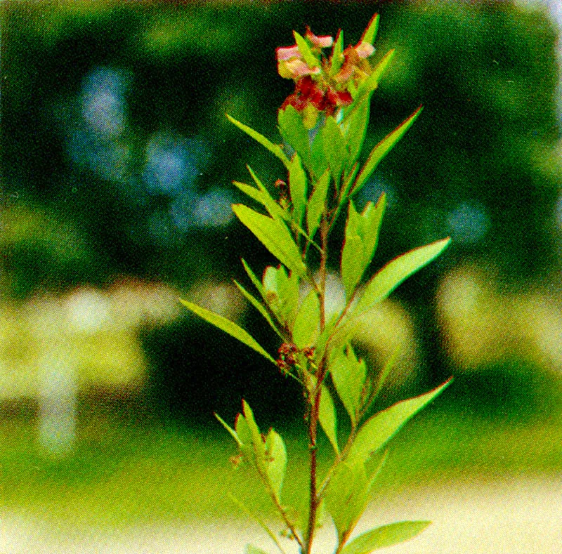 Hayuelo
(Dodonea viscosa) 