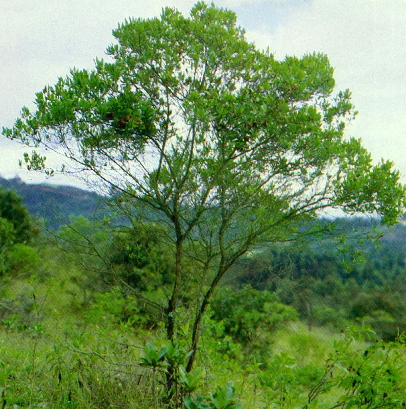 Hayuelo
(Dodonea viscosa) 