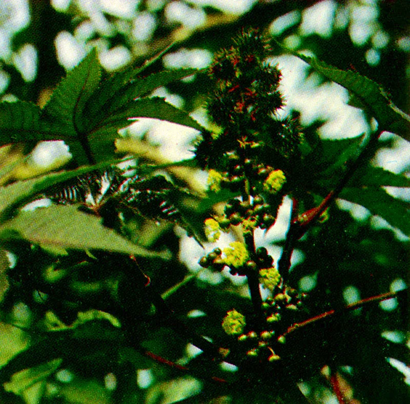 Higuerilla 
(Ricinus Communis) 