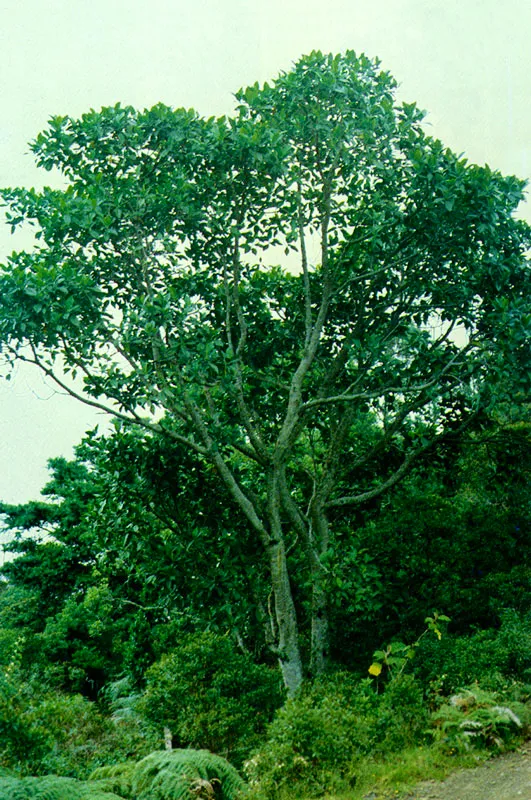 Higuern
(Ficus gigantosyce) 