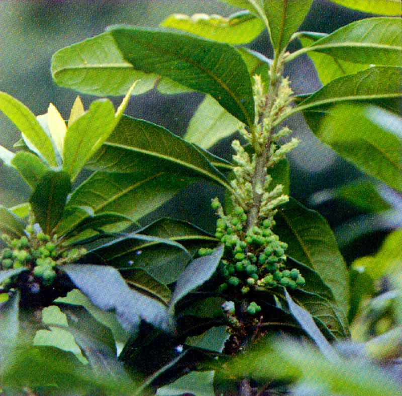 Laurel del cera
(Myrica pubescens) 