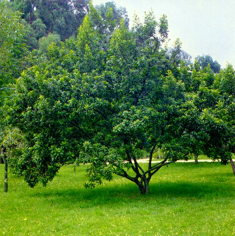 Laurel del cera
(Myrica pubescens) 