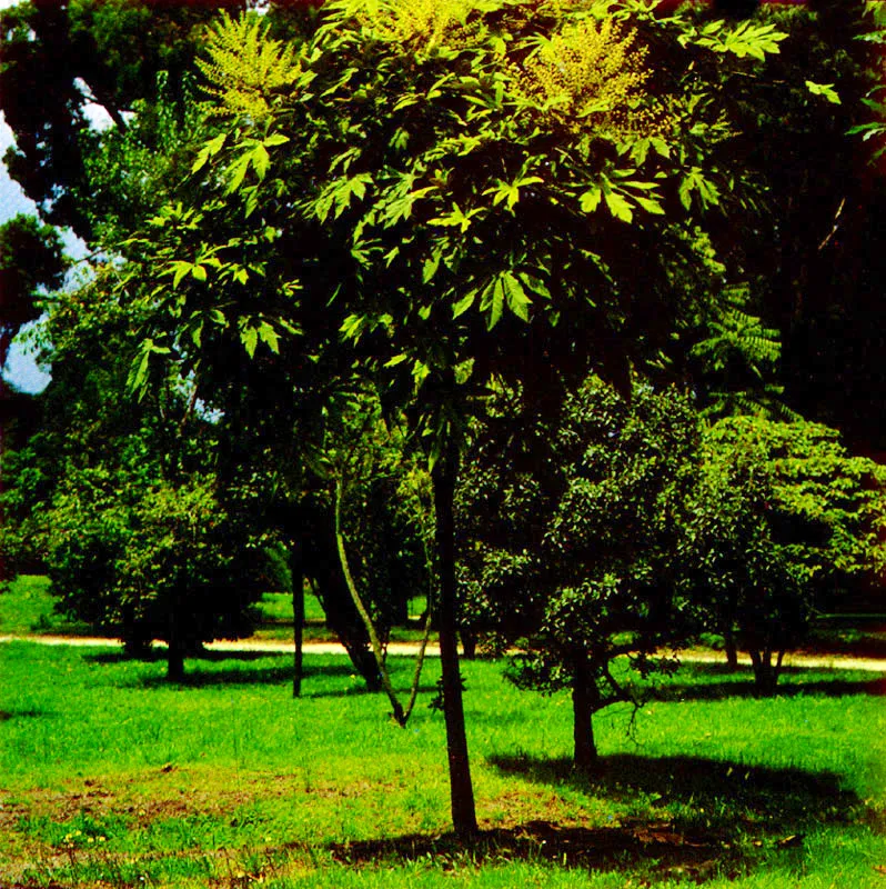 Mano de oso
(Oreopanax floribundum) 