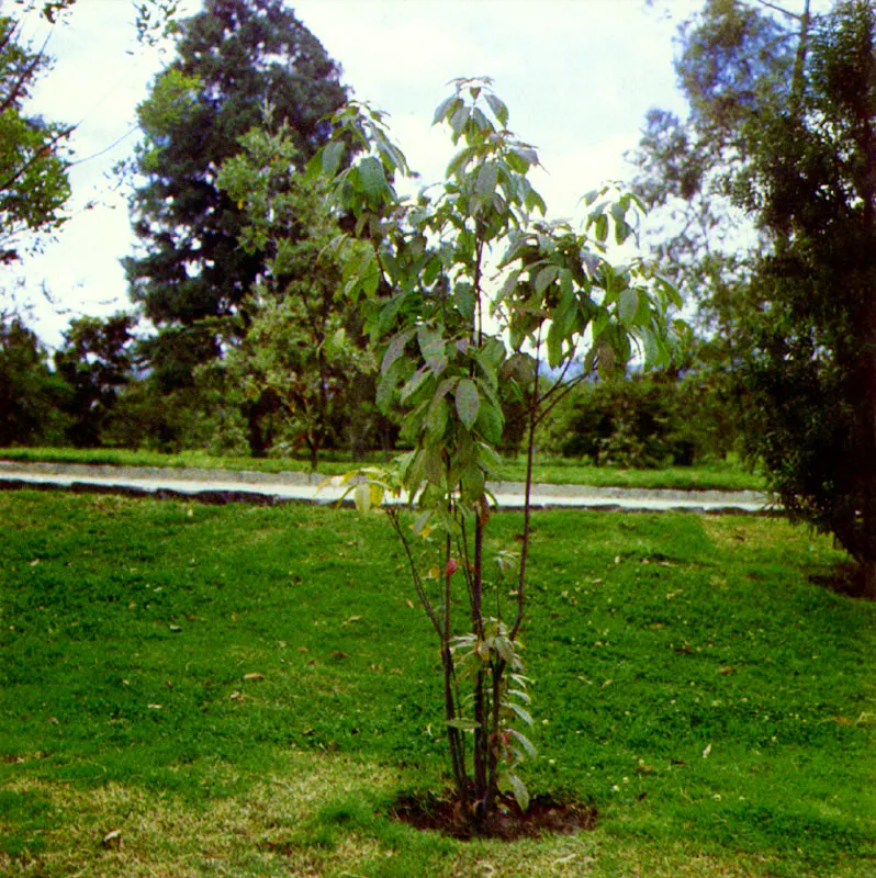 Manzano
(Bilia columbiana) 