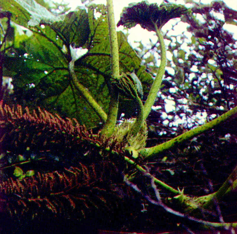 Mazorca de agua 
(Gunnera schultesiana) 