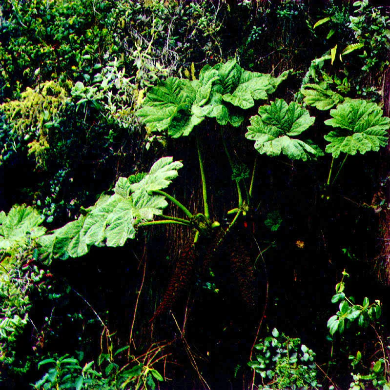 Mazorca de agua 
(Gunnera schultesiana) 