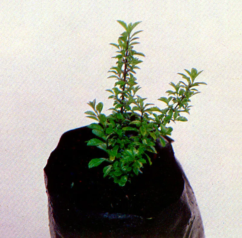 Mortio
(Hesperomeles goudotiana) 