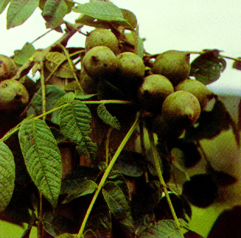 Nogal 
(Juglans) 