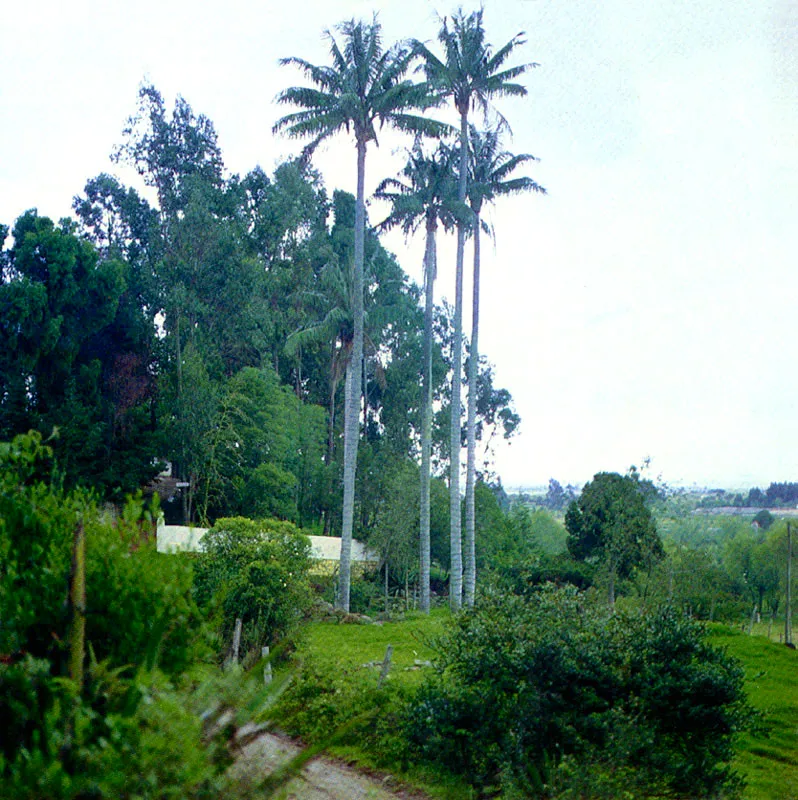 Palma de cera
( Ceroxylon quindiuense) 