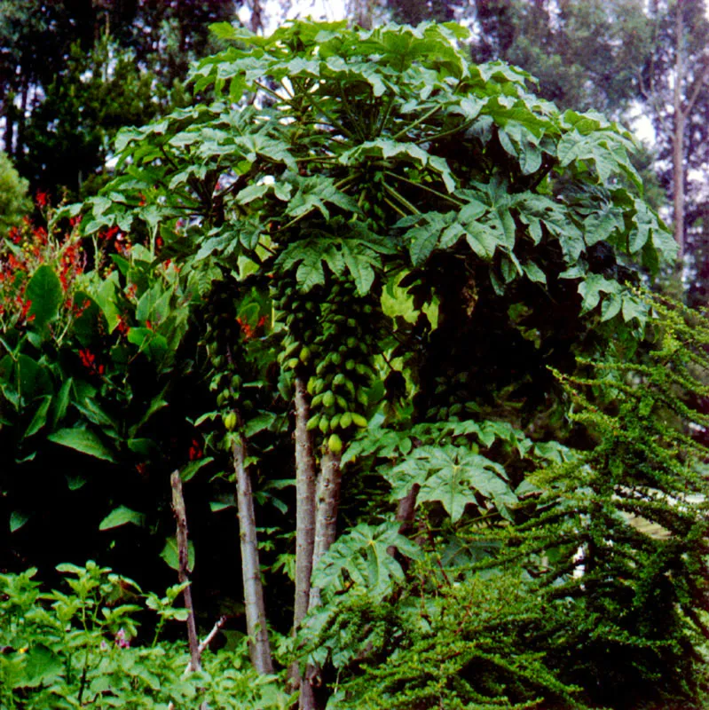 Papayuela 
(Carica pubescens) 