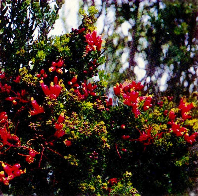 Pegamoscos
(Befaria resinosa) 