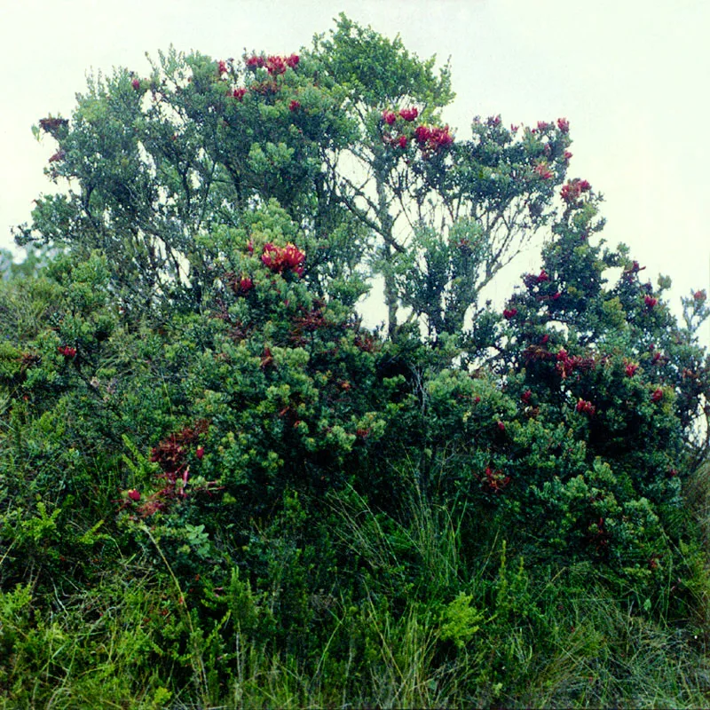 Pegamoscos
(Befaria resinosa) 