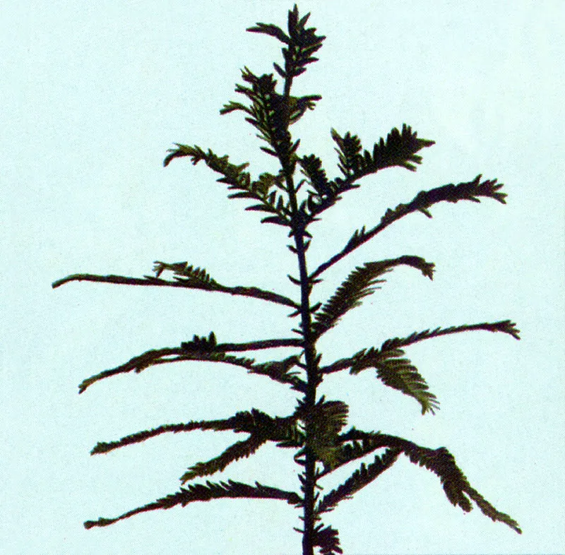 Pino colombiano
(Podocarpus montanus) 