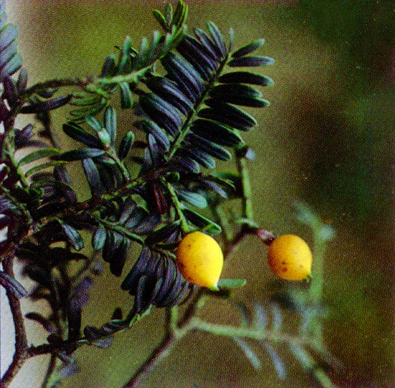 Pino colombiano
(Podocarpus montanus) 