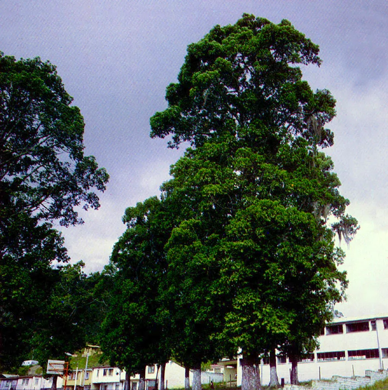 Pino colombiano
(Podocarpus montanus) 