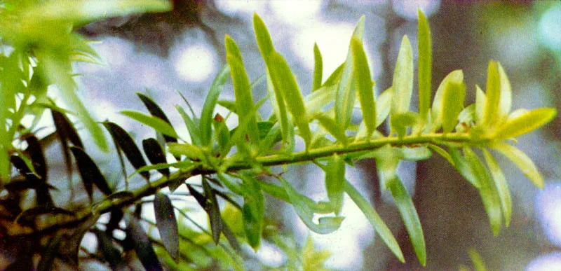 Pino chaquiro 
(Podocarpus oleifolius) 