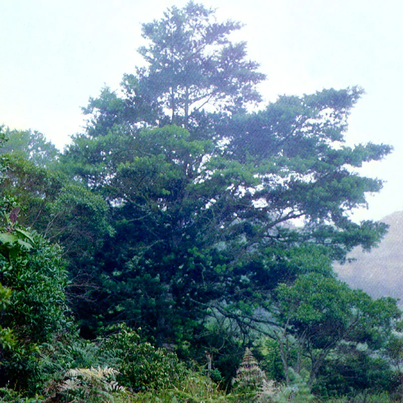 Pino chaquiro 
(Podocarpus oleifolius - D. Don & Lambert) 