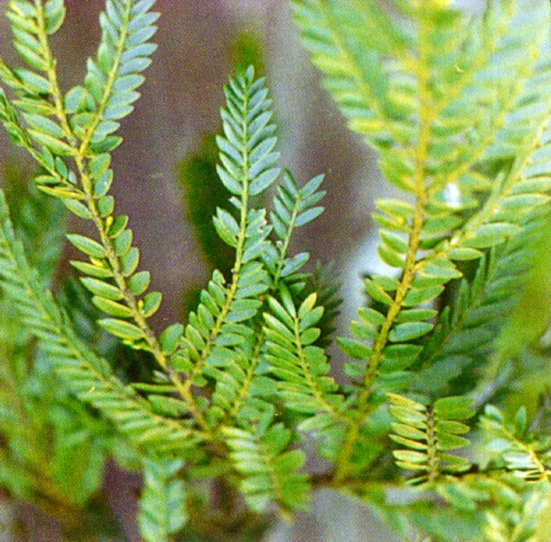 Pino hayuelo
(Podocarpues rospigliosii) 