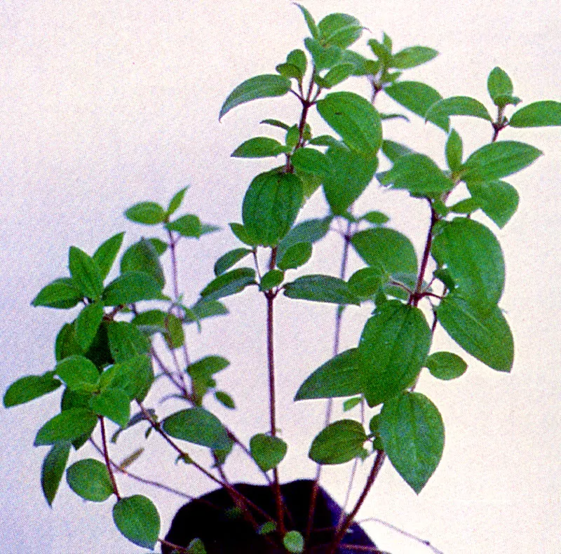 Quebrollo
(Tibouchina mollis) 