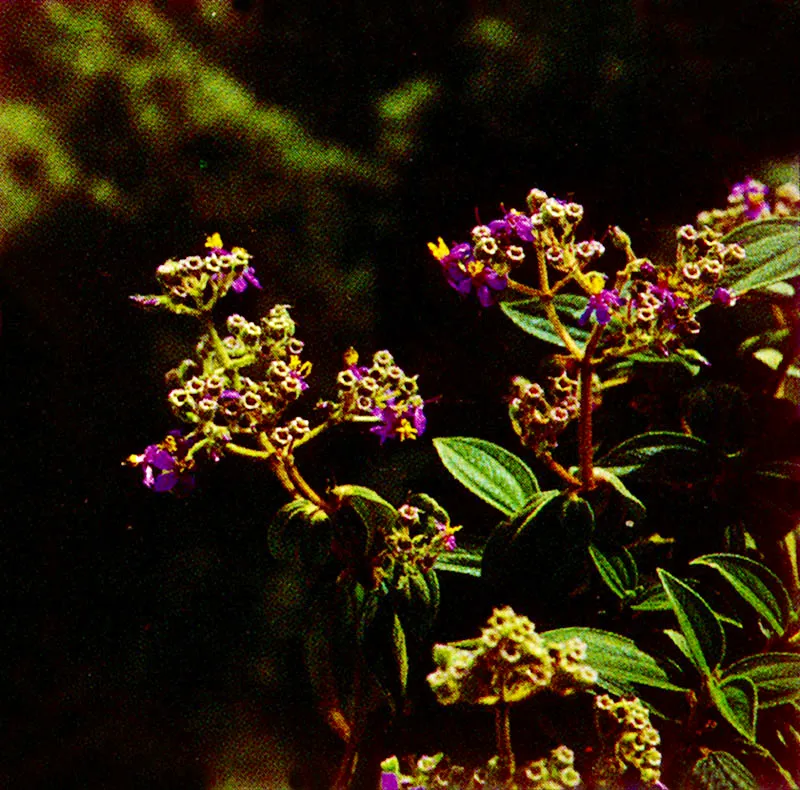 Quebrollo
(Tibouchina mollis) 