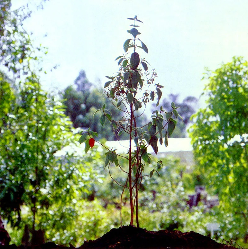 Quebrollo
(Tibouchina mollis) 