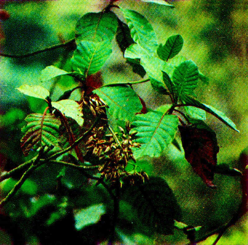 Quina
( Chinchona pubescens ) 