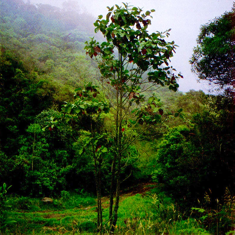 Quina
( Chinchona pubescens ) 