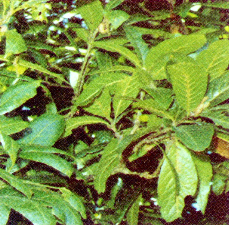 Roble
(Quercus humboldtii) 