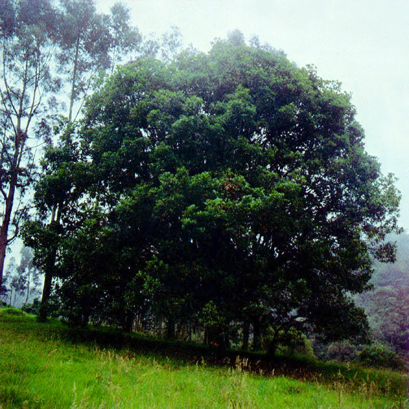 Roble
(Quercus humboldtii) 