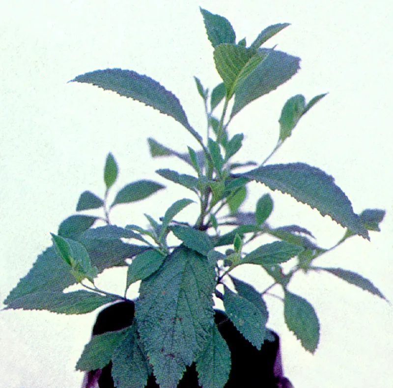 Salvio amargo
(Eupatorium amplum) 