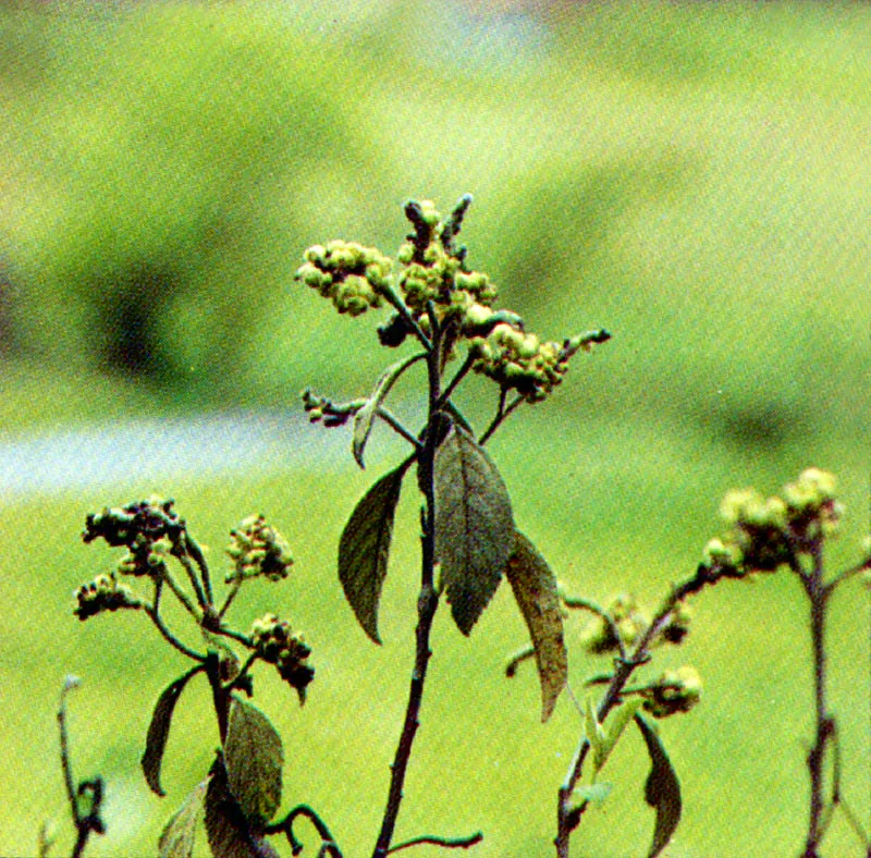 Salvio amargo
(Eupatorium amplum) 